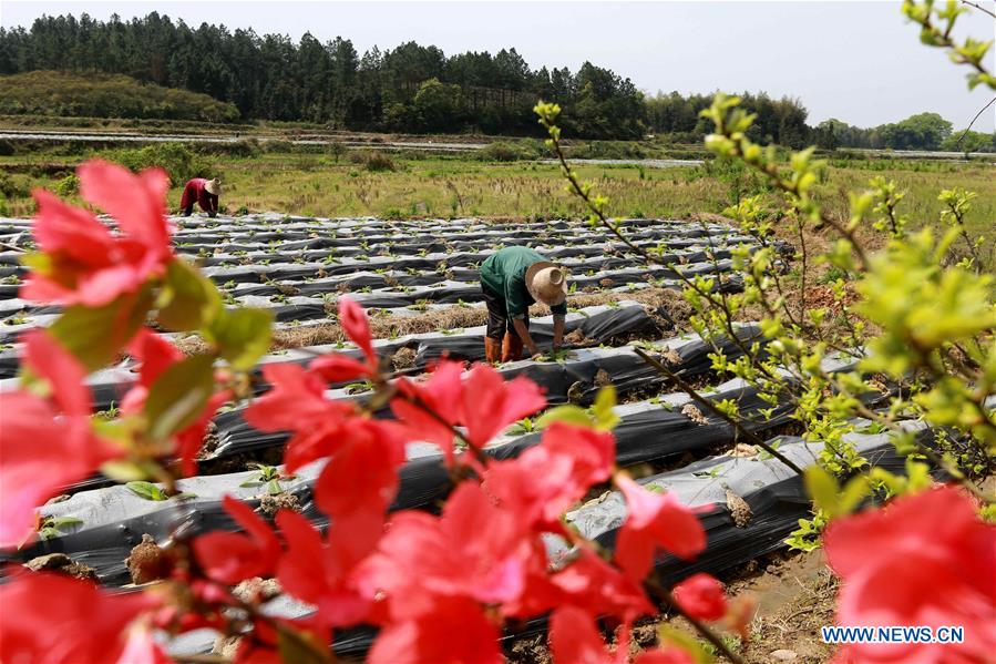 #CHINA-SPRING-FARM WORK (CN)