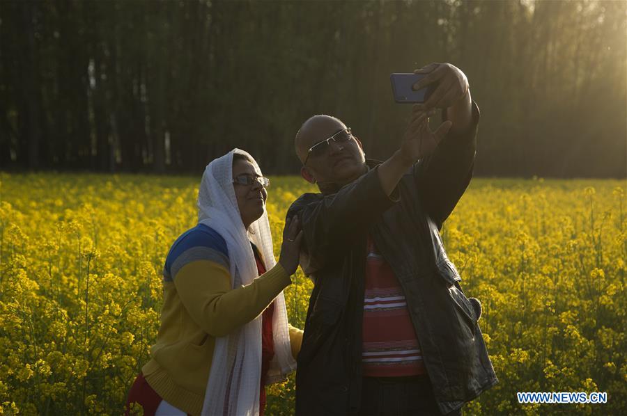 KASHMIR-SRINAGAR-MUSTARD BLOSSOM SCENERY