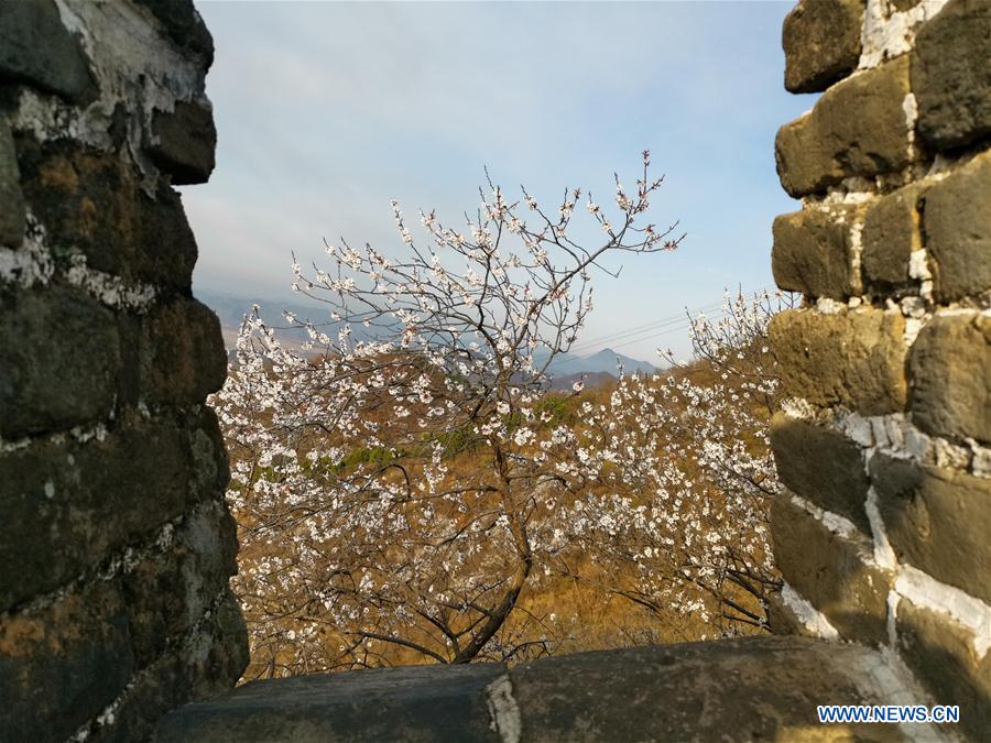 (BeijingCandid)CHINA-BEIJING-GREAT WALL-SPRING SCENERY (CN)