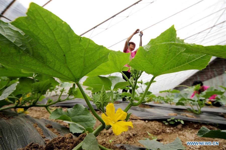 #CHINA-AGRICULTURE-FARM WORK (CN)