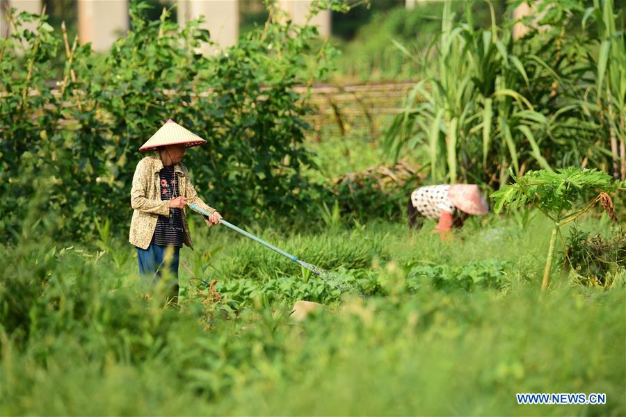 #CHINA-AGRICULTURE-FARM WORK (CN)