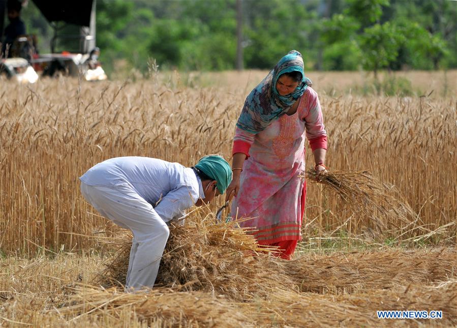 KASHMIR-JAMMU-WHEAT HARVEST