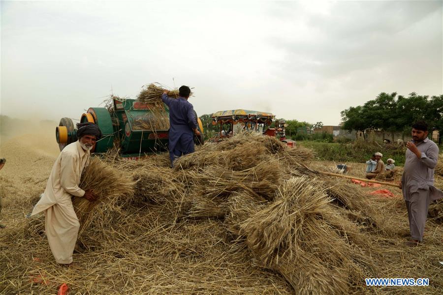 PAKISTAN-ISLAMABAD-WHEAT CROP-HARVEST