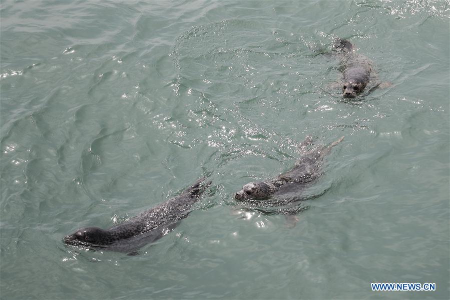 CHINA-LIAONING-DALIAN-RARE SEALS-RELEASE (CN)