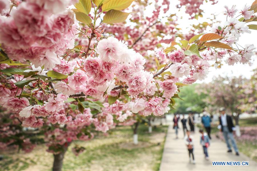 CHINA-DALIAN-CHERRY BLOSSOM (CN)