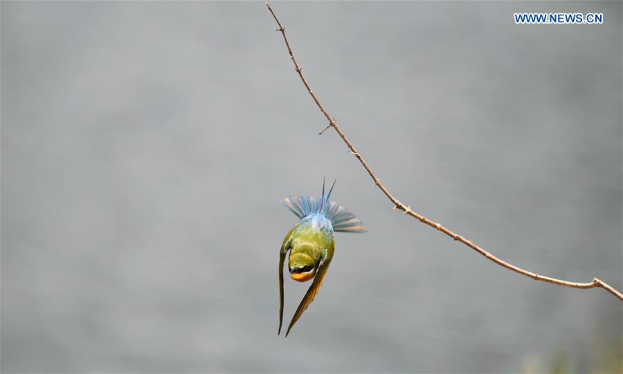 CHINA-HAIKOU-BLUE-TAILED BEE EATERS (CN)