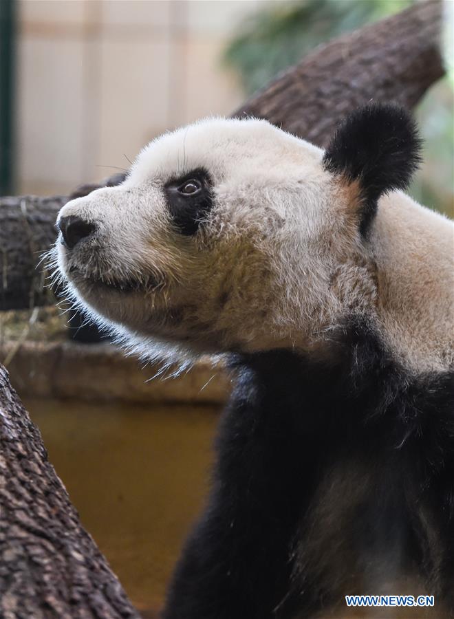 AUSTRIA-VIENNA-GIANT PANDA-YUAN YUAN