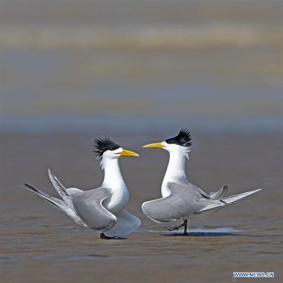 CHINA-FUJIAN-FUZHOU-MINJIANGKOU WETLAND-BIRDS (CN)