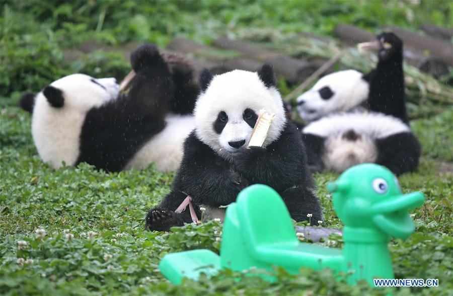 CHINA-SICHUAN-WOLONG-GIANT PANDA KINDERGARTEN (CN)