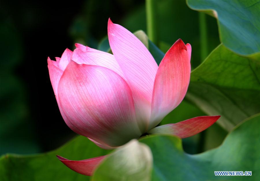 #CHINA-ANHUI-SUMMER-LOTUS (CN)