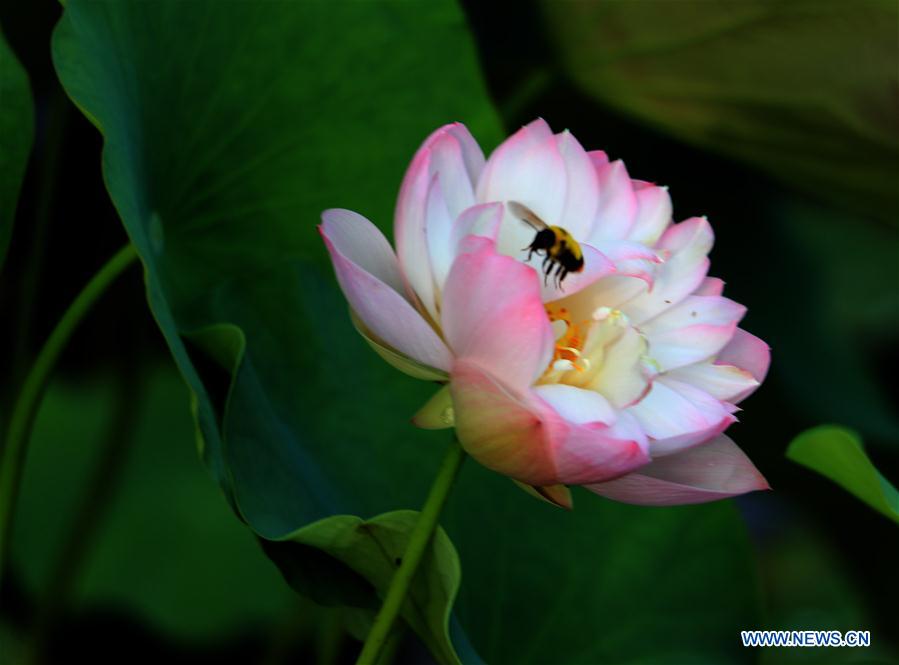 #CHINA-ANHUI-SUMMER-LOTUS (CN)