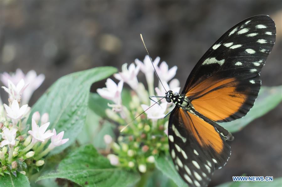 HUNGARY-BUDAPEST-ZOO-BUTTERFLY