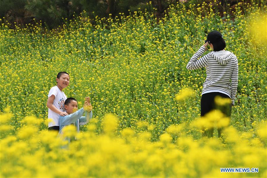 CHINA-SHANXI-TAIYUAN-COLE FLOWERS (CN)