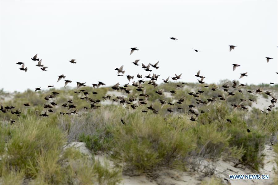 CHINA-XINJIANG-ULUNGGUR LAKE-WILD BIRDS (CN)