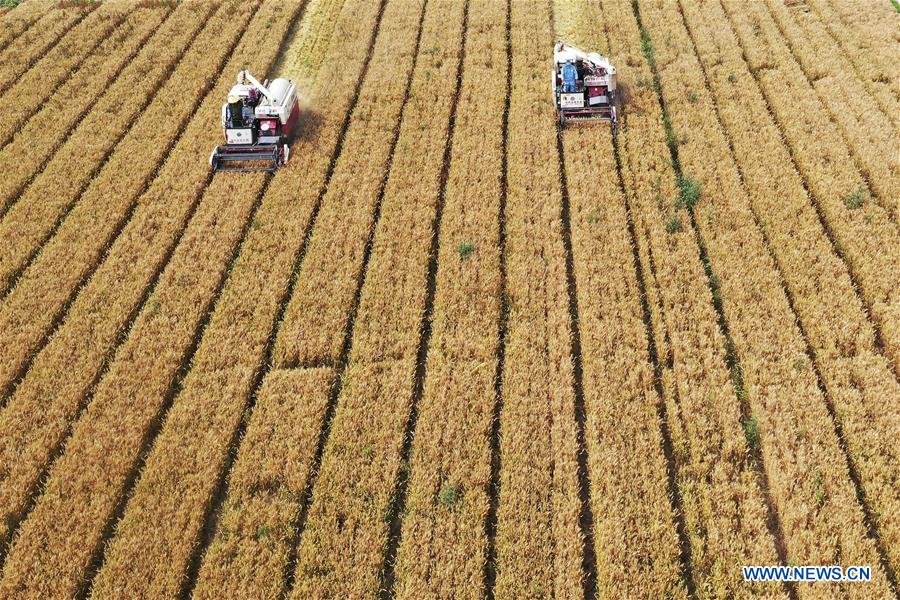 #CHINA-SUMMER SOLSTICE-FARMING (CN)