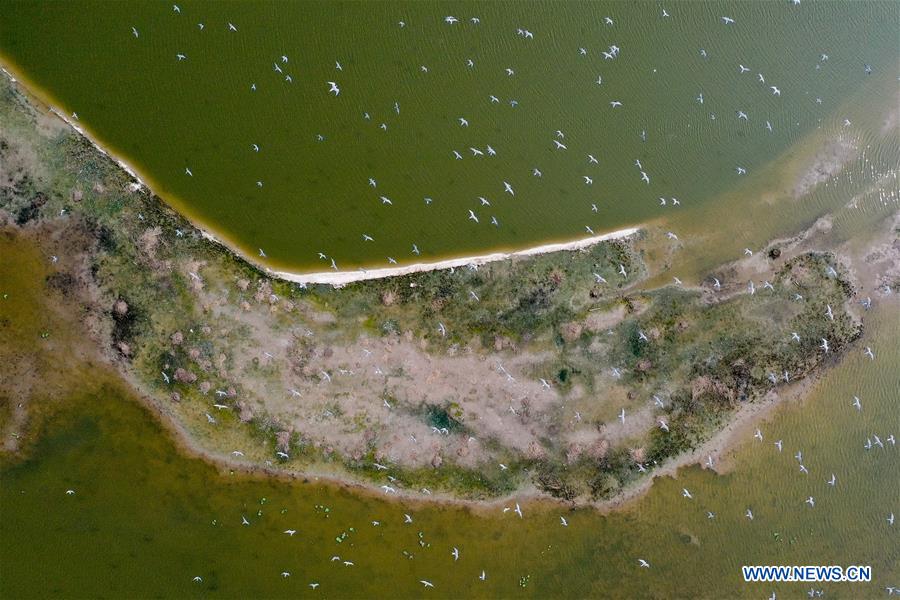 CHINA-JIANGSU-WETLAND-BIRDS (CN)