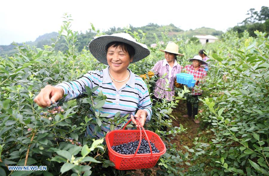 CHINA-CHONGQING-BLUEBERRY INDUSTRY-RURAL DEVELOPMENT (CN)