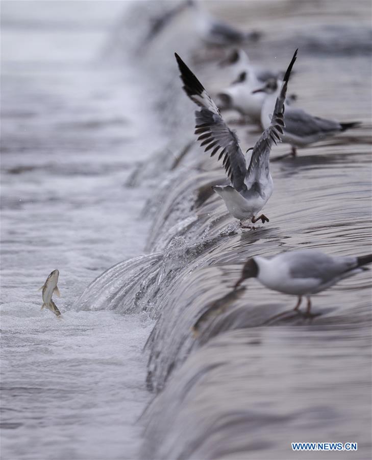 CHINA-QINGHAI-NAKED CARP-MIGRATION-SPAWNING (CN)