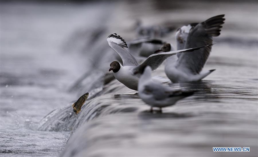 CHINA-QINGHAI-NAKED CARP-MIGRATION-SPAWNING (CN)