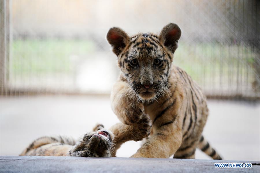 CHINA-HEILONGJIANG-SIBERIAN TIGER CUB (CN)