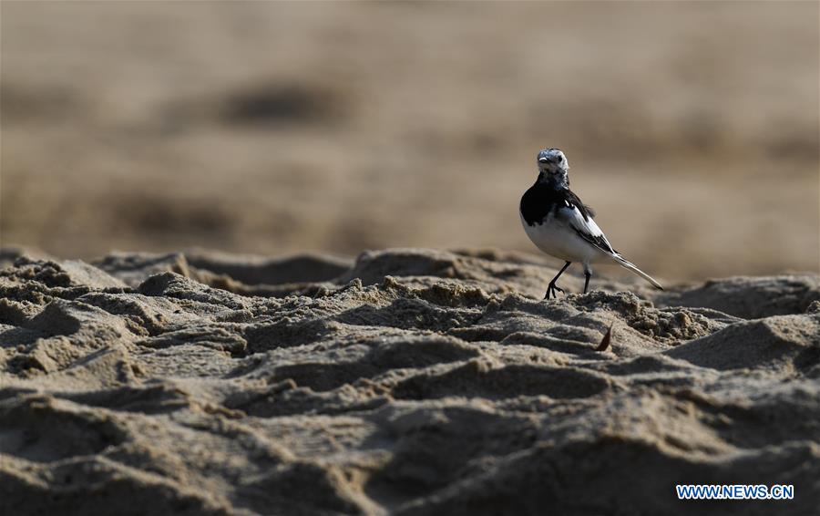 CHINA-HAINAN-HAIKOU-WETLAND PARK-BIRDS (CN)