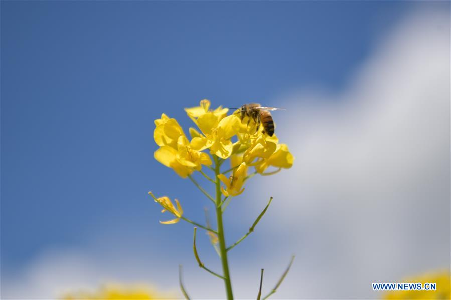 CHINA-QINGHAI-MENYUAN-COLE FLOWER FIELDS (CN)