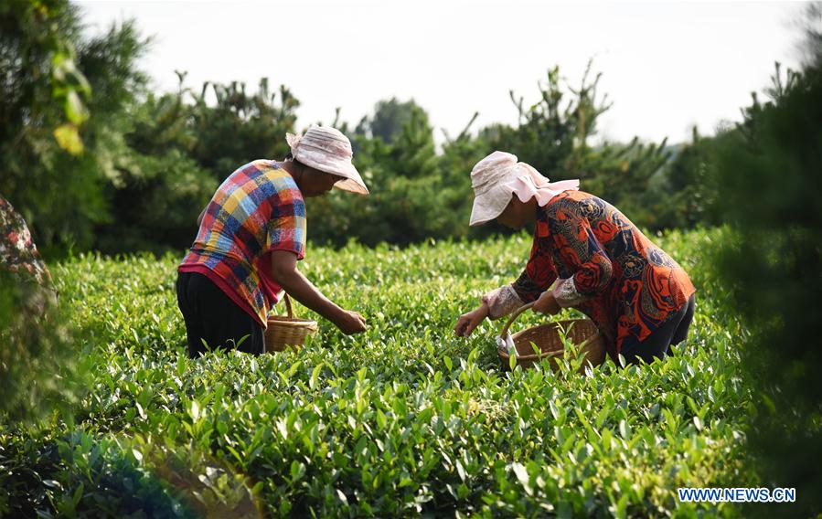 CHINA-SHANDONG-RIZHAO-TEA LEAF PICKING (CN)