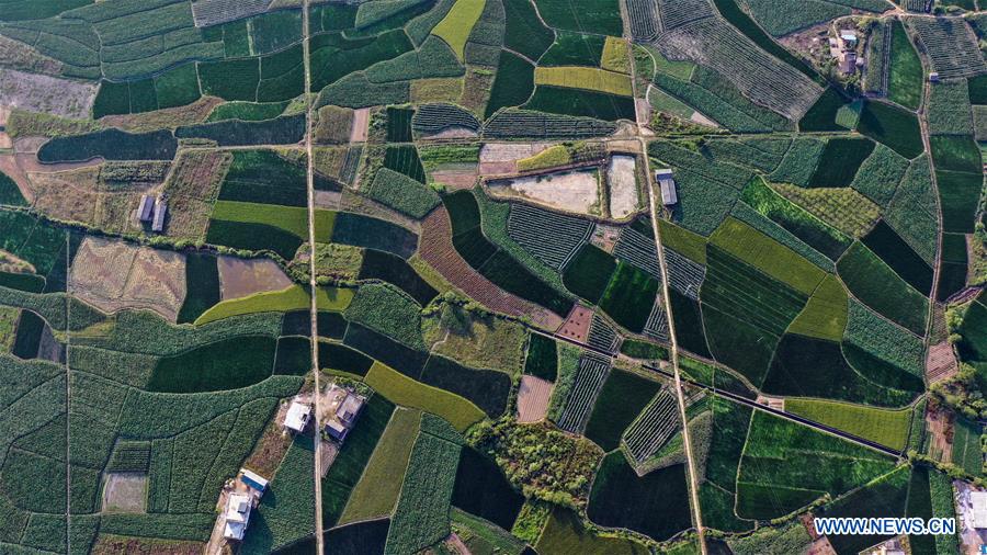 CHINA-GUANGXI-GONGCHENG-FIELDS-SCENERY (CN)