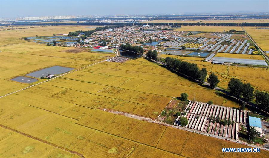 CHINA-HARVEST-AERIAL VIEW (CN)