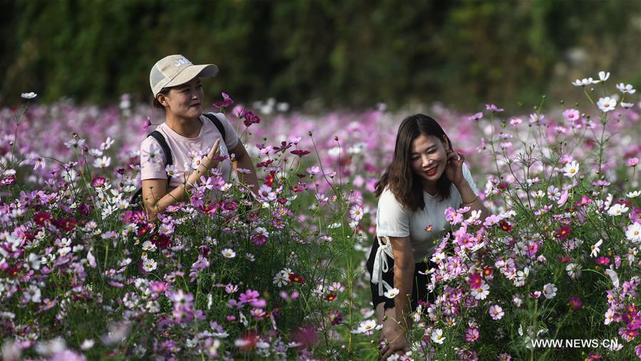 CHINA-GUANGXI-SANJIANG-GALSANG FLOWERS (CN)