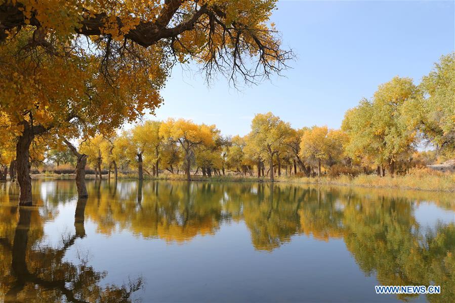 CHINA-INNER MONGOLIA-POPULUS EUPHRATICA-SCENERY (CN)