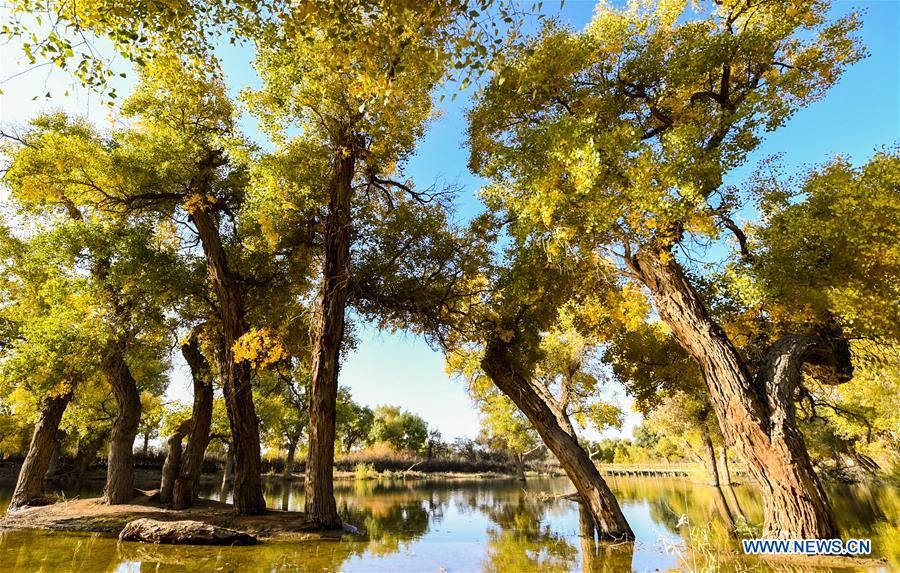 CHINA-INNER MONGOLIA-POPULUS EUPHRATICA-SCENERY (CN)