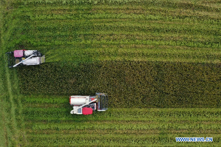 CHINA-ZHEJIANG-HUZHOU-PADDY RICE-HARVEST (CN)