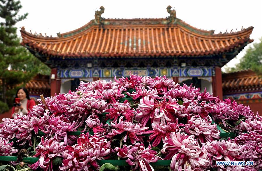 CHINA-HENAN-KAIFENG-CHRYSANTHEMUM (CN)