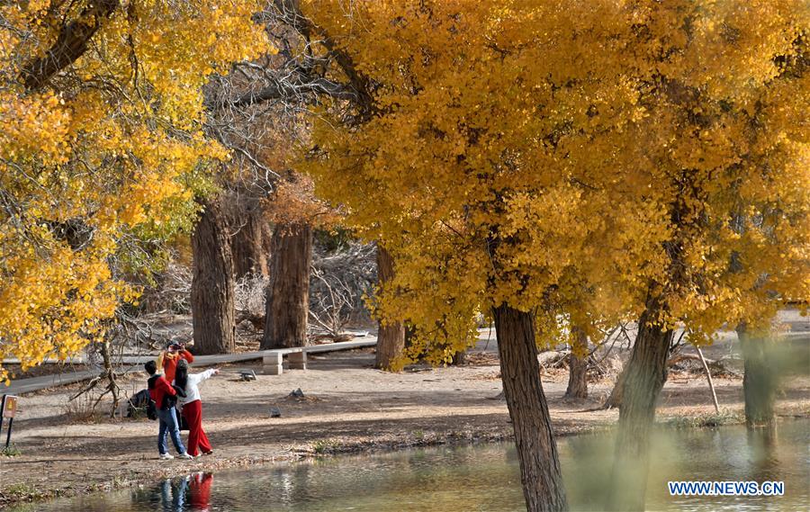 CHINA-INNER MONGOLIA-EJIN-POPULUS EUPHRATICA-SCENERY (CN)