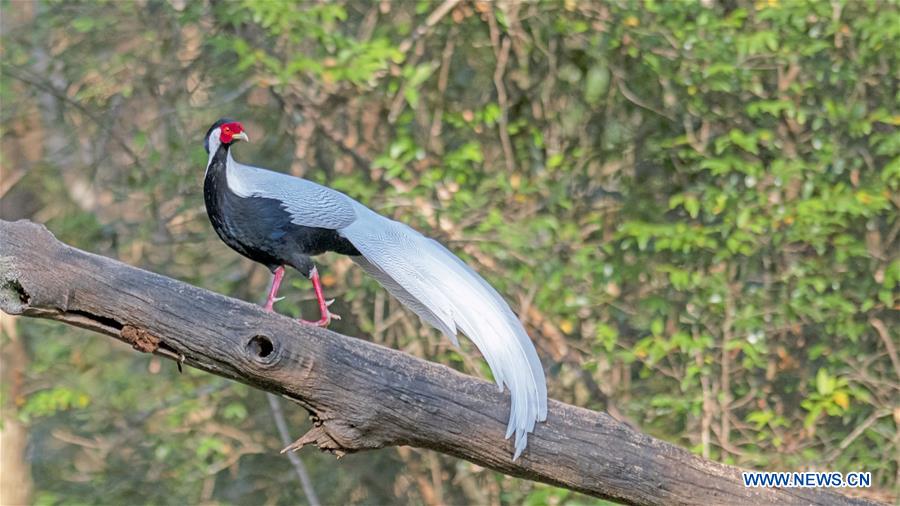 CHINA-FUJIAN-WINTER-BIRDS (CN)