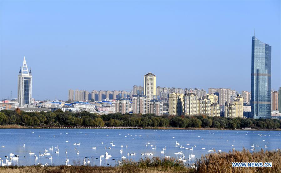 CHINA-HENAN-SANMENXIA-WHITE SWANS (CN)