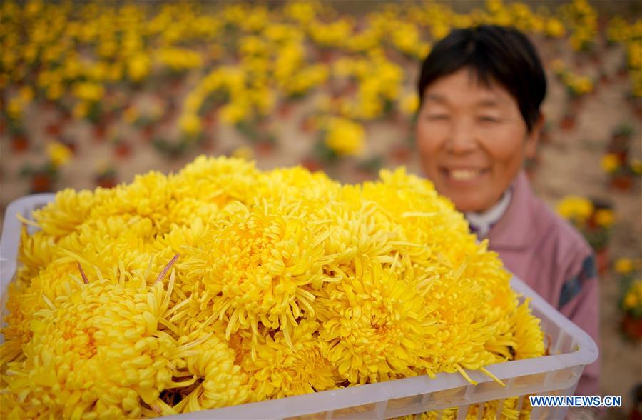 CHINA-HEBEI-XINGTAI-CHRYSANTHEMUM-INDUSTRY (CN)