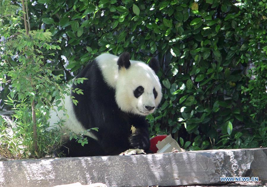 AUSTRALIA-ADELAIDE-CHINESE GIANT PANDA