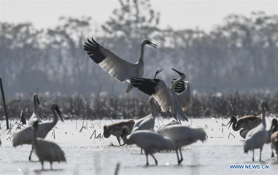 CHINA-JIANGXI-NANCHANG-WHITE CRANE (CN)