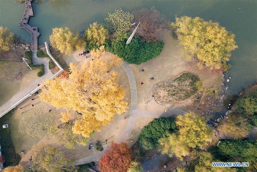 CHINA-SHANGHAI-GINKGO TREE (CN)