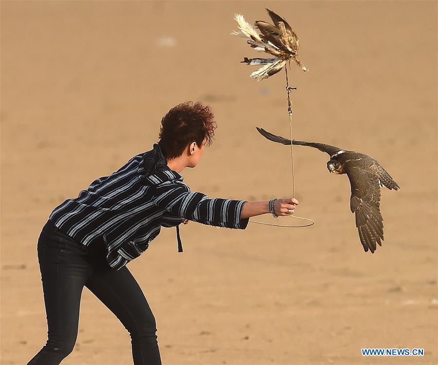 KUWAIT-JAHRA GOVERNORATE-FALCONS-HUNTING-SHOW