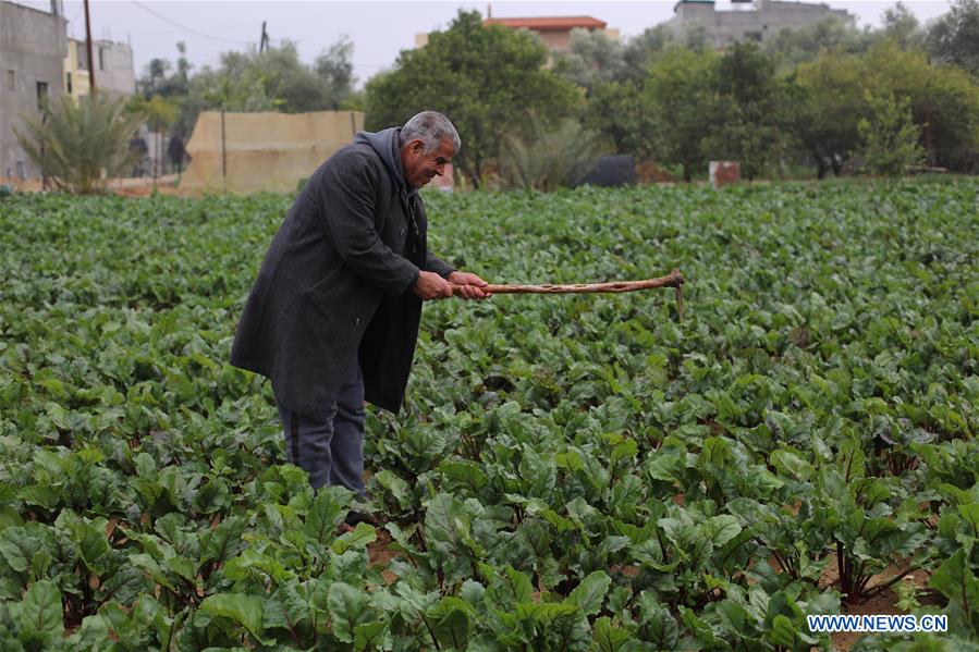 MIDEAST-GAZA-KOHLRABI-PLANTING