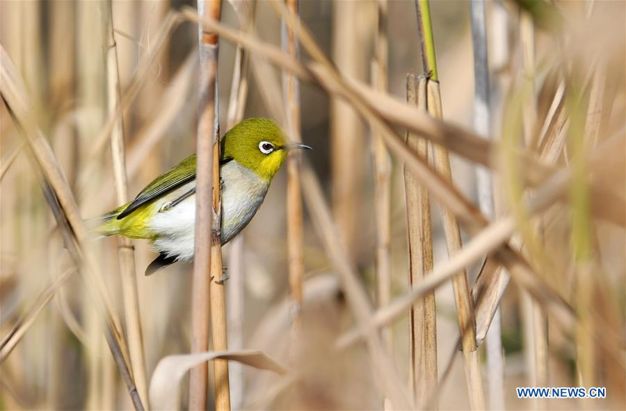 CHINA-FUJIAN-CHANGLE-ESTUARINE WETLANDS-BIRDS (CN)