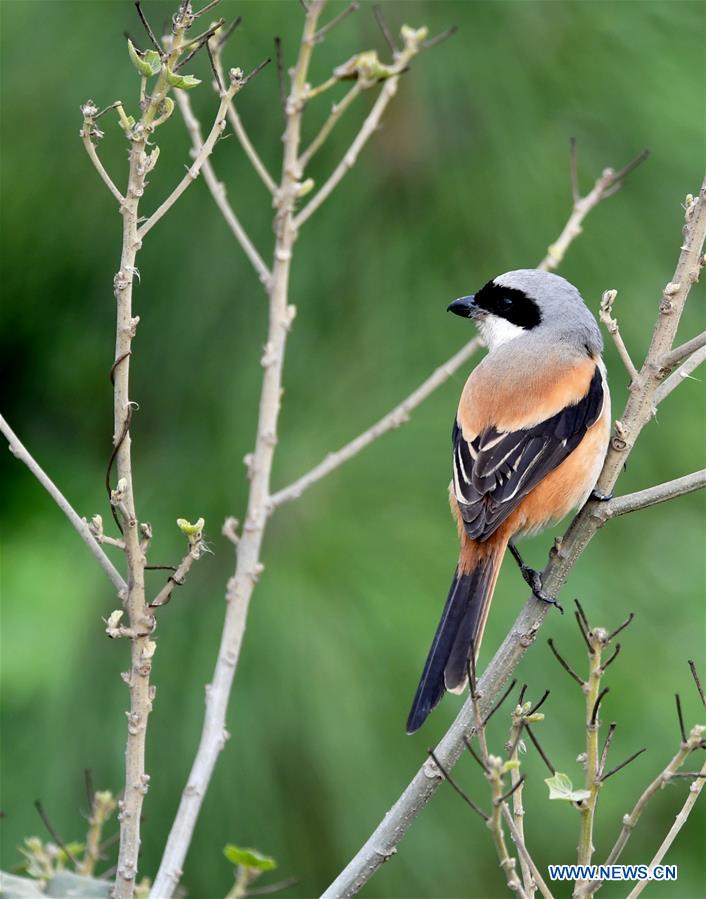 CHINA-FUJIAN-CHANGLE-ESTUARINE WETLANDS-BIRDS (CN)