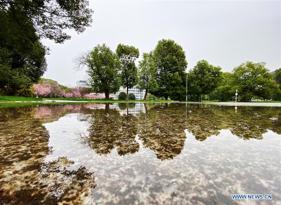 CHINA-WUHAN-CHERRY BLOSSOMS (CN)