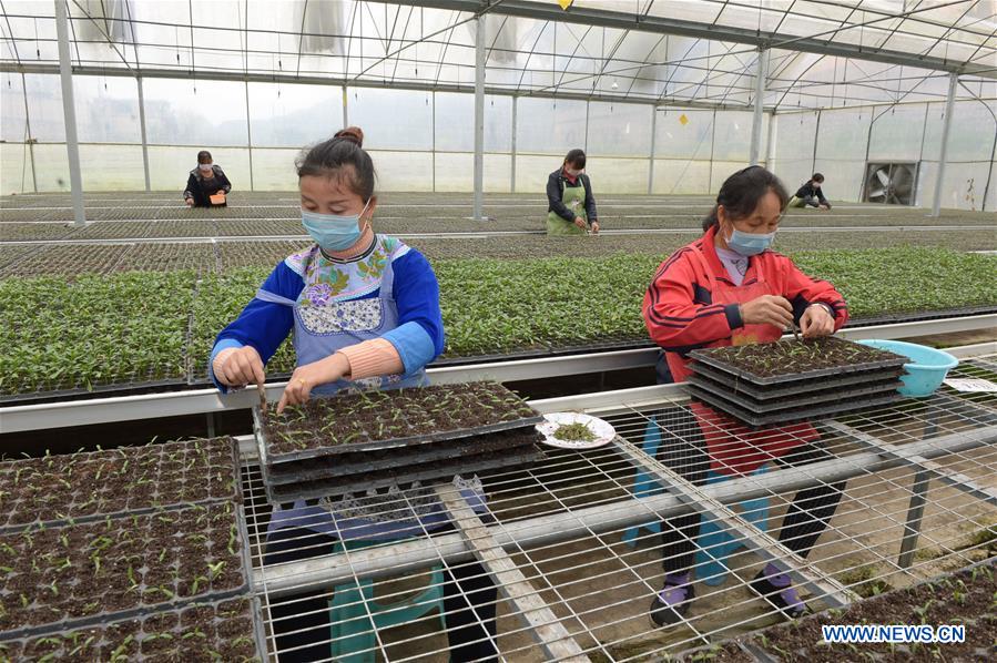 CHINA-GUIZHOU-GUANLING-SPRING PLOUGHING (CN)