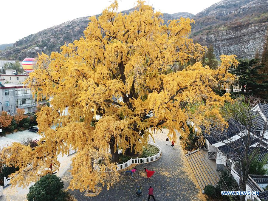 #CHINA-JIANGSU-GINKGO TREES (CN)