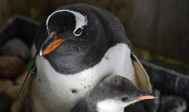 Harbin Polarland has new batch of penguins hatch