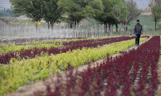 Developing forestry and grassland industry brings villagers out of poverty in Ningxia